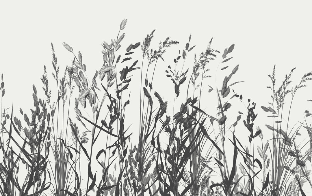 Whispering Reeds Black and White